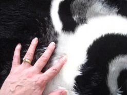 Walk On Me Faux Fur Super Soft Kids Panda Bear Rug Tufted With Non-slip Backing Area Rug -Professional Childrens Furniture Store GUEST 7559b273 9258 4170 8aea 9f3a2c03ffb7